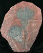 x Scyphocrinites Crinoid Plate - Morocco #22847-1